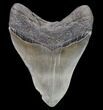 Serrated, Fossil Megalodon Tooth - Georgia #80067-2